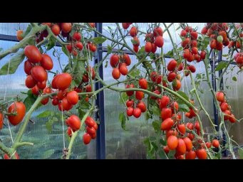 Обзор лучших томатов! Теплица 22 августа