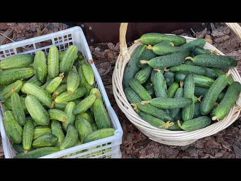 САМЫЕ ЛУЧШИЕ ЗАСОЛОЧНЫЕ И САЛАТНЫЕ ОГУРЦЫ!