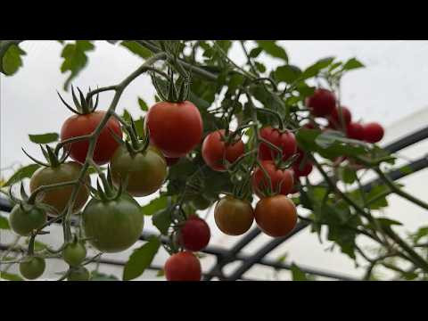 СДЕЛАЙТЕ ЭТО С ГРЯДКАМИ СРАЗУ ПОСЛЕ УБОРКИ ТОМАТОВ!