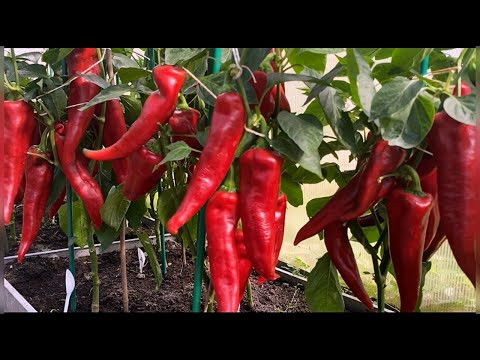 ОБЯЗАТЕЛЬНО ПОСАЖУ ЭТОТ ПЕРЕЦ В 2026 ГОДУ!