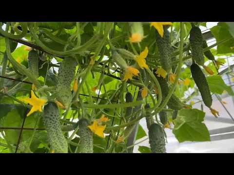 САМЫЙ БЫСТРЫЙ СПОСОБ ИЗБАВИТЬСЯ ОТ ПАУТИННОГО КЛЕЩА НА ОГУРЦАХ! САМЫЙ БЫСТРЫЙ СПОСОБ ИЗБАВИТЬСЯ ОТ ПАУТИННОГО КЛЕЩА НА ОГУРЦАХ!