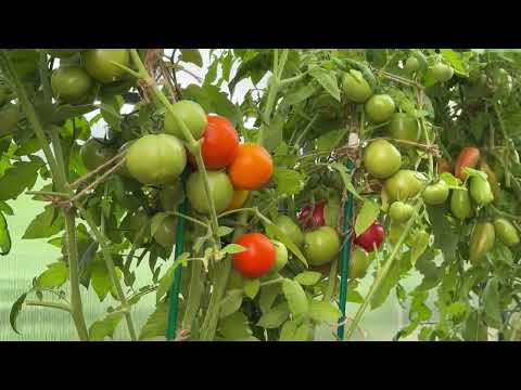 ДВОЙНАЯ ЗАЩИТА ТОМАТОВ ОТ ВСЕХ БОЛЕЗНЕЙ!