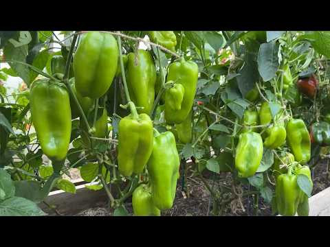 КАК ЗАСТАВИТЬ ПЕРЕЦ БЫСТРО СОЗРЕТЬ НА КУСТАХ!