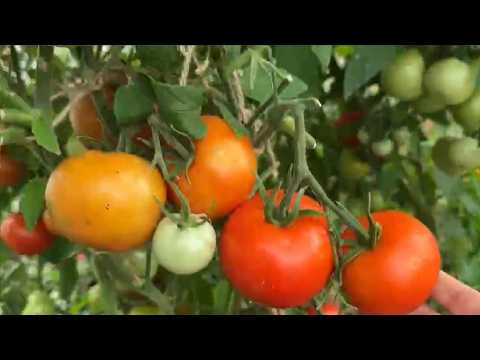 ИЮЛЬ! ОБЗОР САМЫХ УРОЖАЙНЫХ ТОМАТОВ 2026 ГОДА!