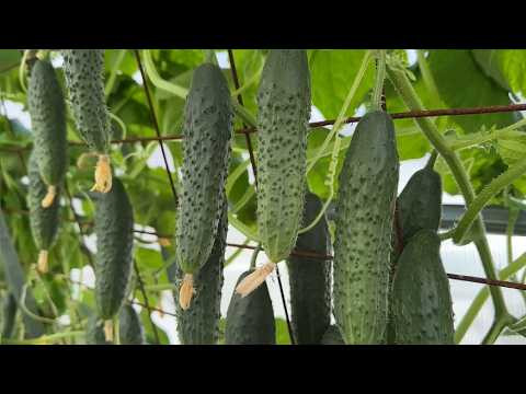 САМЫЕ УРОЖАЙНЫЕ И НЕПРИХОТЛИВЫЕ ОГУРЦЫ!