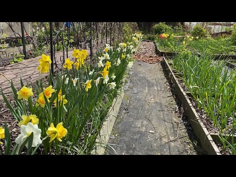 19 Мая! Обзор моего участка  Первый урожай,  Огород, Теплицы, Цветы