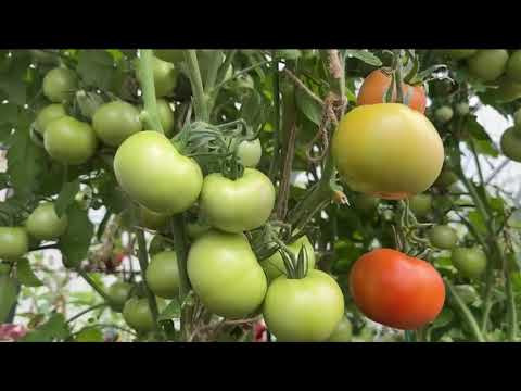 СДЕЛАЙТЕ ТАК И ПЛОДЫ ТОМАТОВ НИКОГДА НЕ БУДУТ ГНИТЬ!