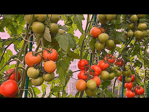 ПОСЛЕДНЯЯ ВАЖНАЯ ПОДКОРМКА ТОМАТОВ  В ИЮЛЕ УДВОИТ УРОЖАЙ!
