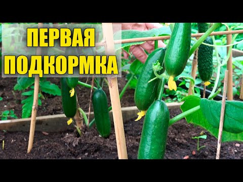 ПЕРВАЯ ПОДКОРМКА ОГУРЦОВ ПОСЛЕ ПЕРЕСАДКИ!