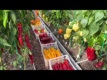 САМЫЕ УРОЖАЙНЫЕ СОРТА СЛАДКОГО ПЕРЦА ДЛЯ ГРИЛЯ!