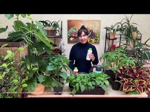 БЕЗОПАСНОЕ ЭФФЕКТИВНОЕ СРЕДСТВО ОТ ВСЕХ ВРЕДИТЕЛЕЙ НА РАССАДЕ!