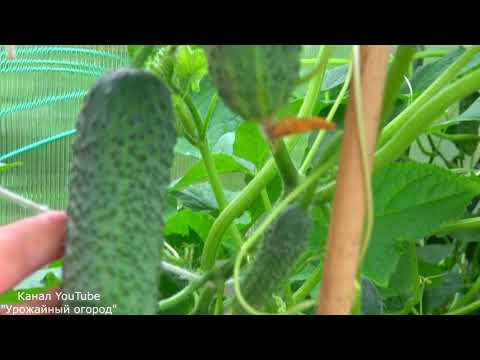 САМЫЕ УРОЖАЙНЫЕ ОГУРЦЫ 2020 ГОДА!