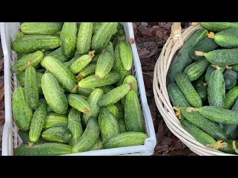 ЭТИ ОГУРЦЫ СОБИРАЮ ЯЩИКАМИ В ЛЮБУЮ ПОГОДУ!