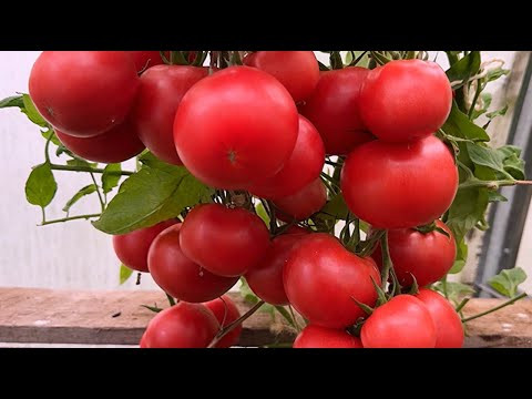 ПОСЛЕДНЯЯ ПОДКОРМКА ТОМАТОВ В АВГУСТЕ!