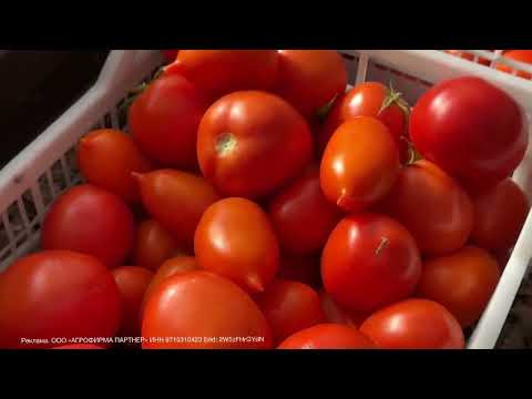 ТОЛЬКО ТАК ПОСТУПАЮ С ТОМАТАМИ В СЕНТЯБРЕ!