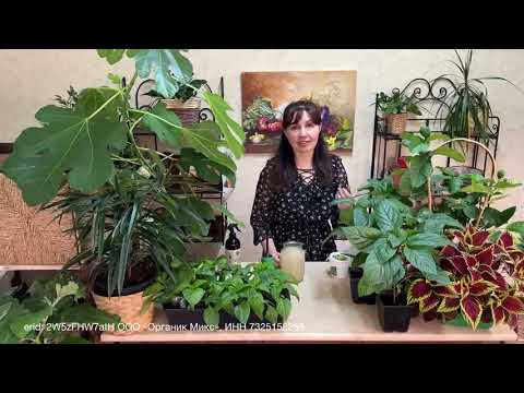 С ЭТОЙ ПОДКОРМКОЙ РАССАДА ВЫРАСТЕТ КАК У ЛУЧШИХ ПРОФЕССИОНАЛОВ! С ЭТОЙ ПОДКОРМКОЙ РАССАДА ВЫРАСТЕТ КАК У ЛУЧШИХ ПРОФЕССИОНАЛОВ!