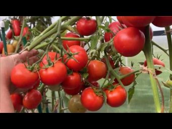 ЭТИ НИЗКОРОСЛЫЕ ТОМАТЫ ВСЕГДА САМЫЕ УРОЖАЙНЫЕ!