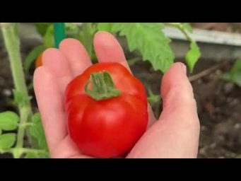 СЕЙЧАС САМОЕ ВРЕМЯ СДЕЛАТЬ ЭТУ ПОДКОРМКУ ТОМАТАМ!