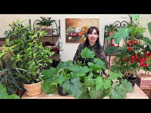 ТОЛЬКО ТАК ФОРМИРУЮ РАССАДУ КАБАЧКОВ!