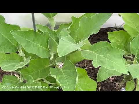 ТЕПЕРЬ ТОЛЬКО ТАК СПАСАЮ БАКЛАЖАНЫ ОТ ТЛИ И ПАУТИННОГО КЛЕЩА!