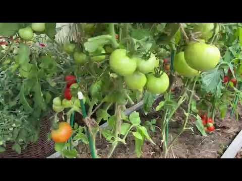 ТОЛЬКО В ИЮЛЕ НАЧИНАЕМ ДЕЛАТЬ ЭТУ ПОДКОРМКУ ТОМАТАМ!