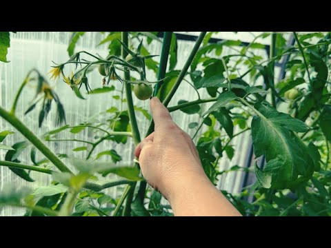 СРОЧНО УДАЛЯЕМ ВРЕДНЫЕ ЛИСТЬЯ НА ТОМАТАХ! ФОРМИРОВКА НИЗКОРОСЛЫХ СОРТОВ!